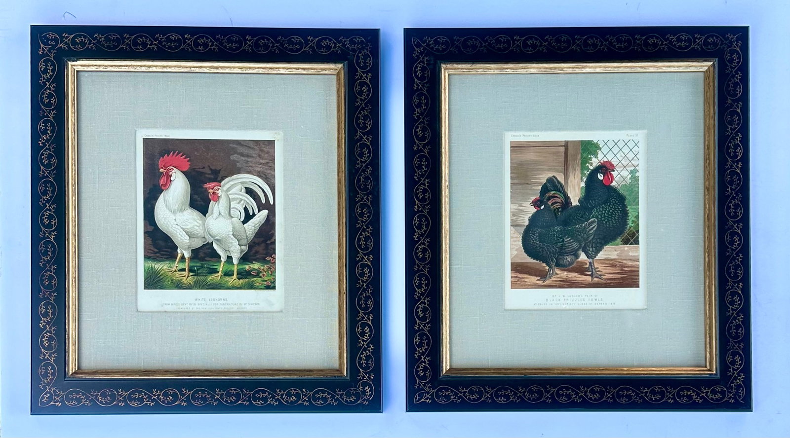 White Leghorn Chicken & Black Polish, Framed Pair by Cassell, 1890 - 8
