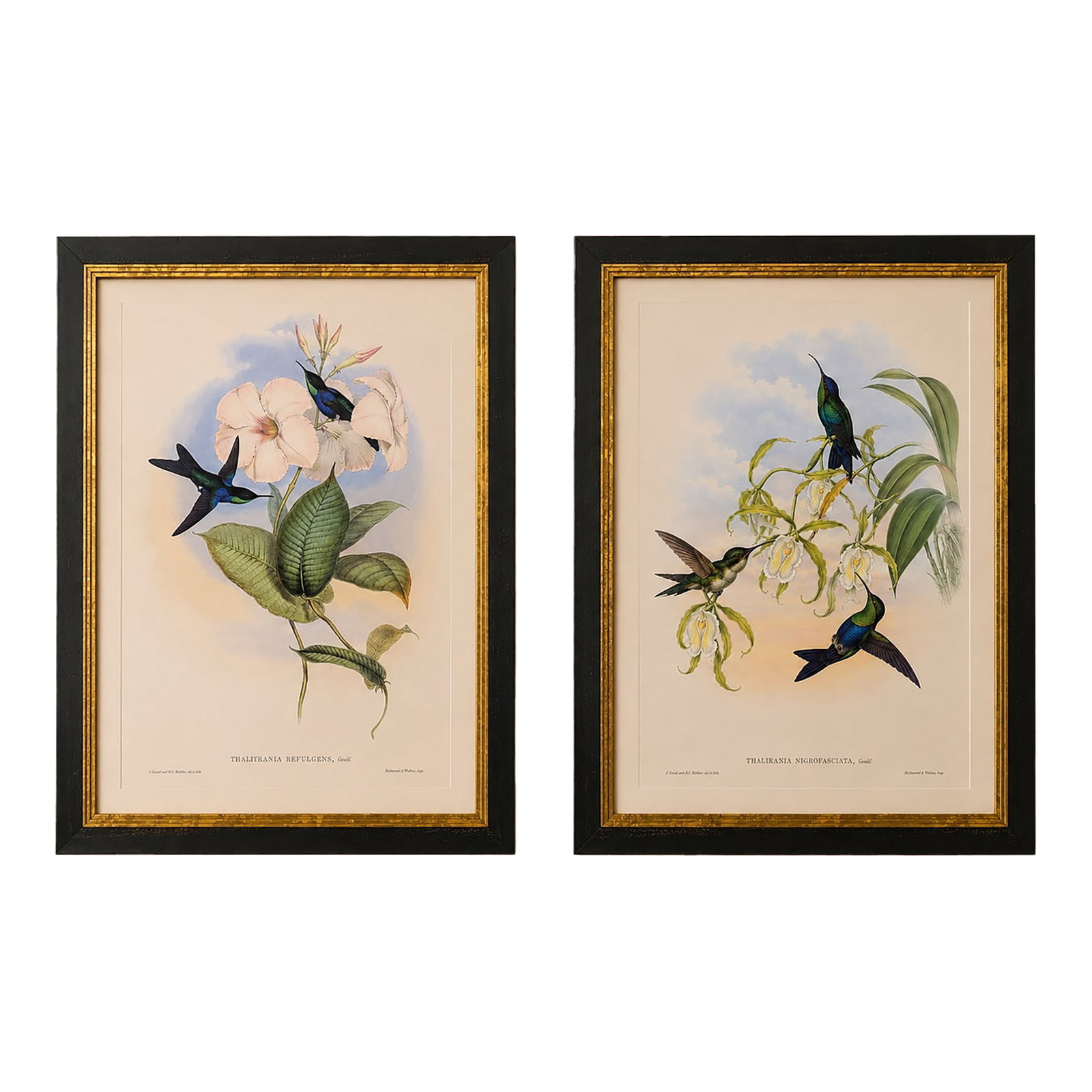 1990s Framed Prints, Set of 2, Refulgent Wood-Nymph, and Black-Banded Wood-Nymph, Hummingbirds Hill: This is a special-edition facsimile of the Thalurania Refulgens (Refulgent Wood-Nymph) Plate 102, and Thalurania Nigrofasciata (Black-banded Wood-Nymph) Plate 104 from Volume II of A Monograph of the