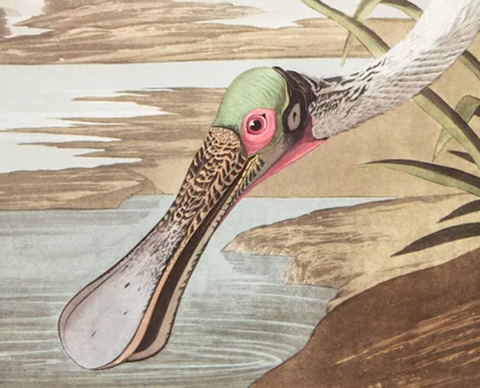 1980s The Abbeville Press Edition of the Roseate Spoonbill (Plate 321) From the Birds of America by - 2