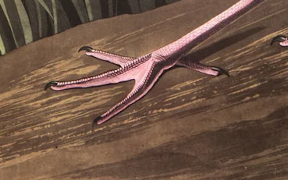 1980s The Abbeville Press Edition of the Roseate Spoonbill (Plate 321) From the Birds of America by - 4