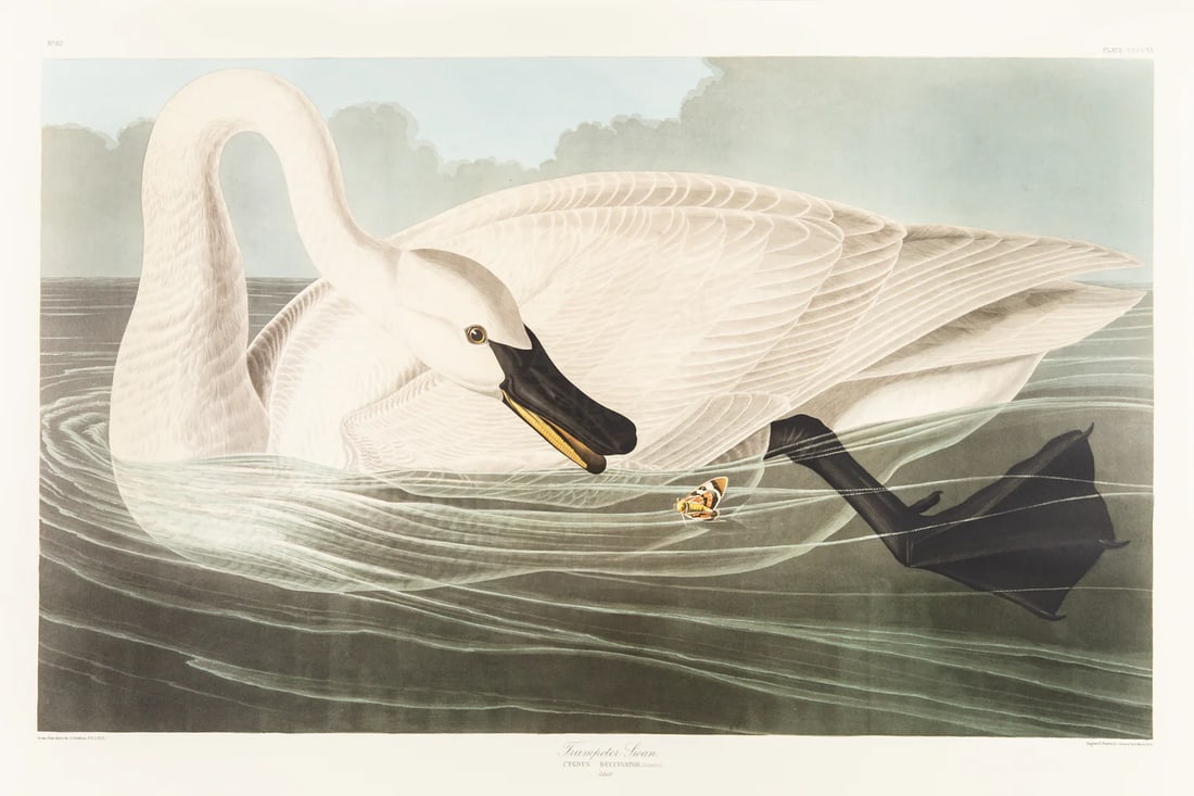 1980s The Abbeville Press Edition of the Trumpeter Swan (Plate 406) From the Birds of America by Joh: The Abbeville Press edition (1985) of the Trumpeter Swan (Plate 406) facsimile is a world-class reproduction of John James Audubon's masterpiece, matching the exact Double Elephant Folio scale of the