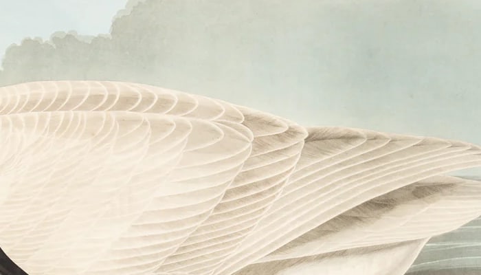 1980s The Abbeville Press Edition of the Trumpeter Swan (Plate 406) From the Birds of America by Joh - 2