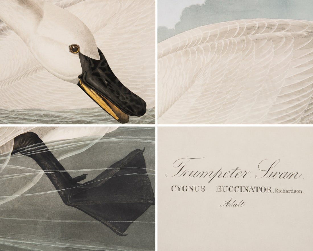 1980s The Abbeville Press Edition of the Trumpeter Swan (Plate 406) From the Birds of America by Joh - 3