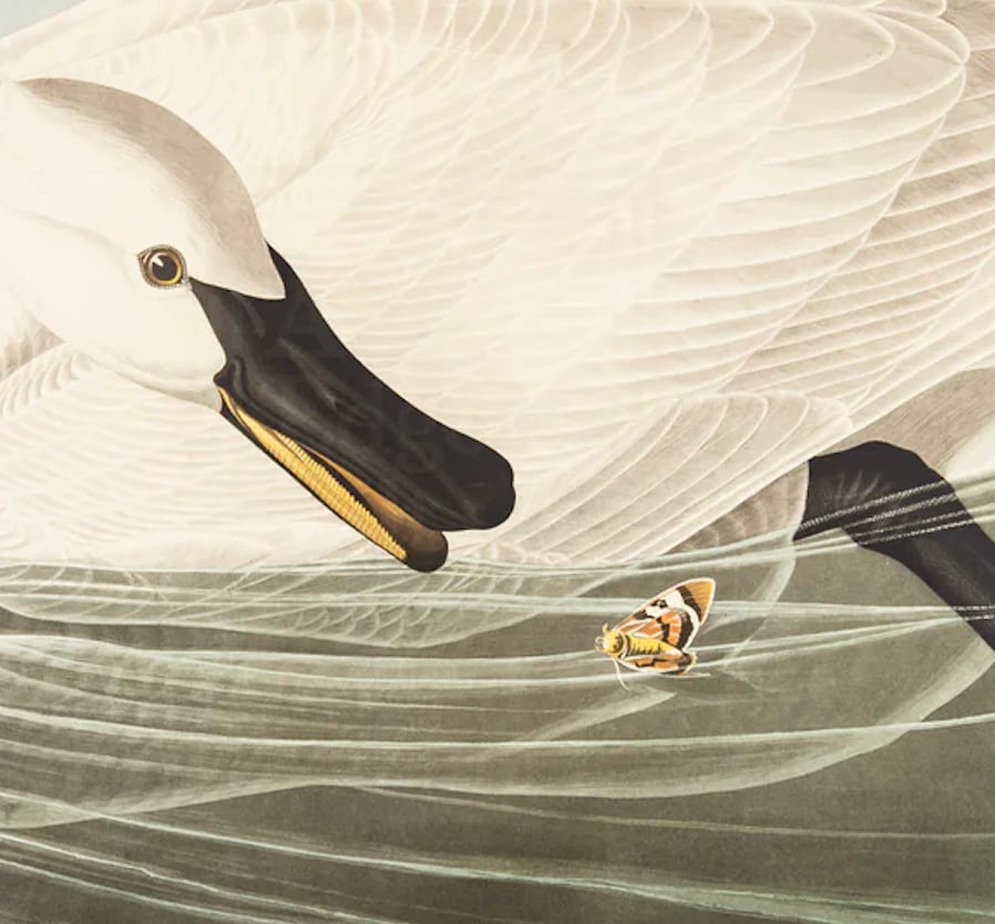 1980s The Abbeville Press Edition of the Trumpeter Swan (Plate 406) From the Birds of America by Joh - 4