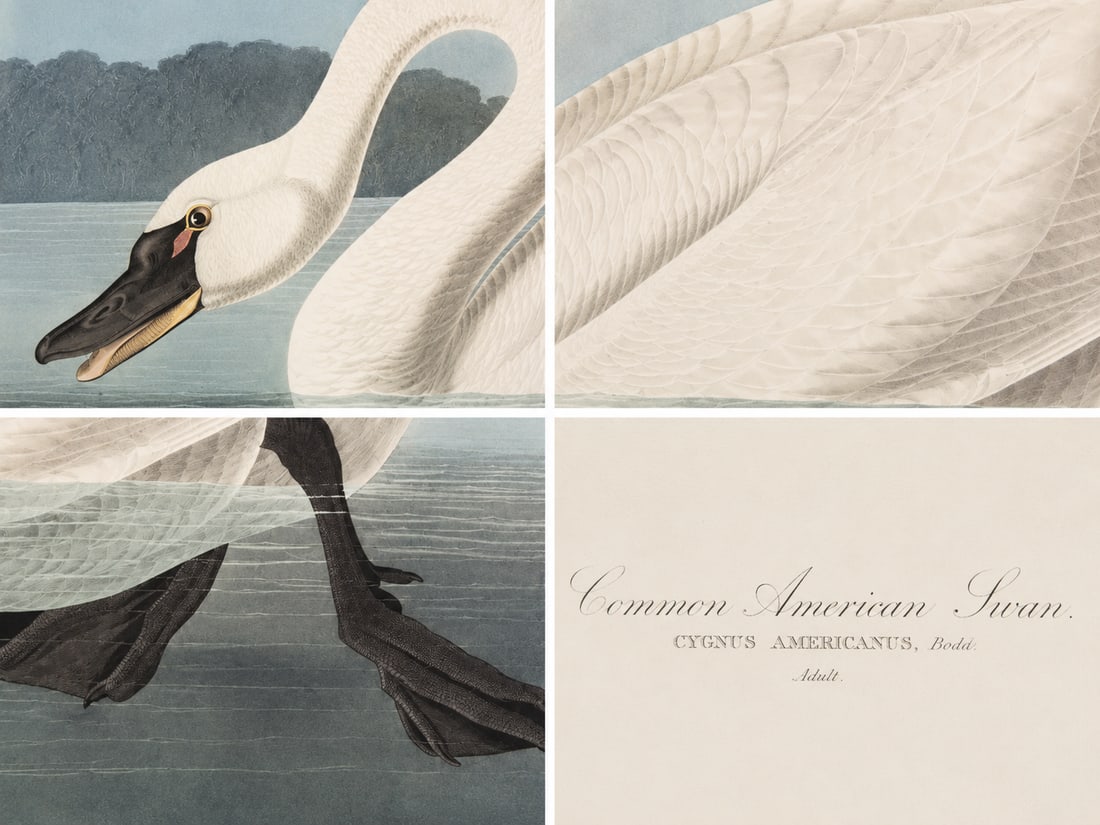 1980s The Abbeville Press Edition of the Common American Swan (Plate 411) From the Birds of America - 2