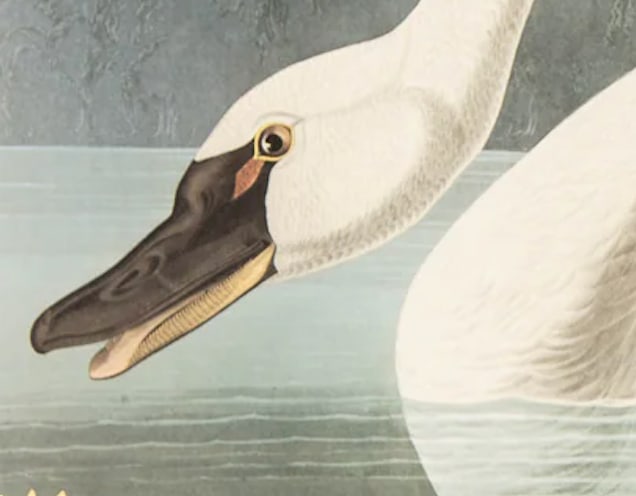 1980s The Abbeville Press Edition of the Common American Swan (Plate 411) From the Birds of America - 3