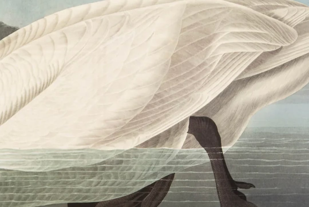 1980s The Abbeville Press Edition of the Common American Swan (Plate 411) From the Birds of America - 5