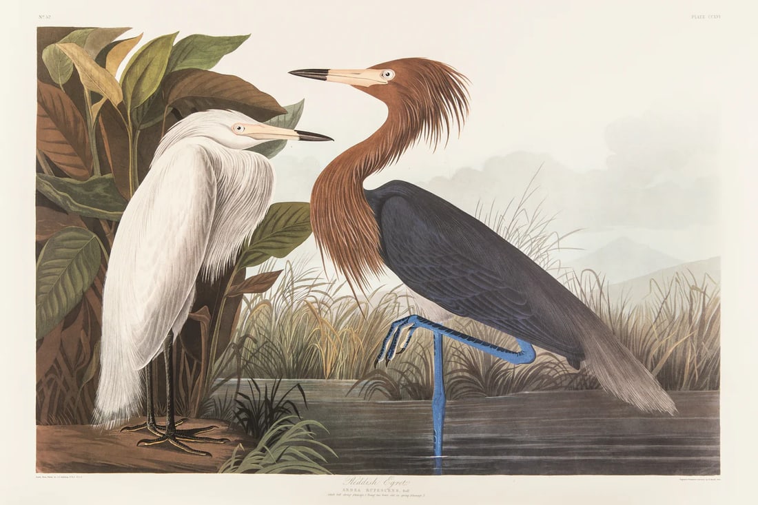 1980s The Abbeville Press Edition of the Reddish Egret or Purple Heron (Plate 256) From the Birds of: The Abbeville Press edition (1985) of the Reddish Egret (Plate 256) facsimile is a world-class reproduction of John James Audubon's masterpiece, matching the exact Double Elephant Folio scale of the