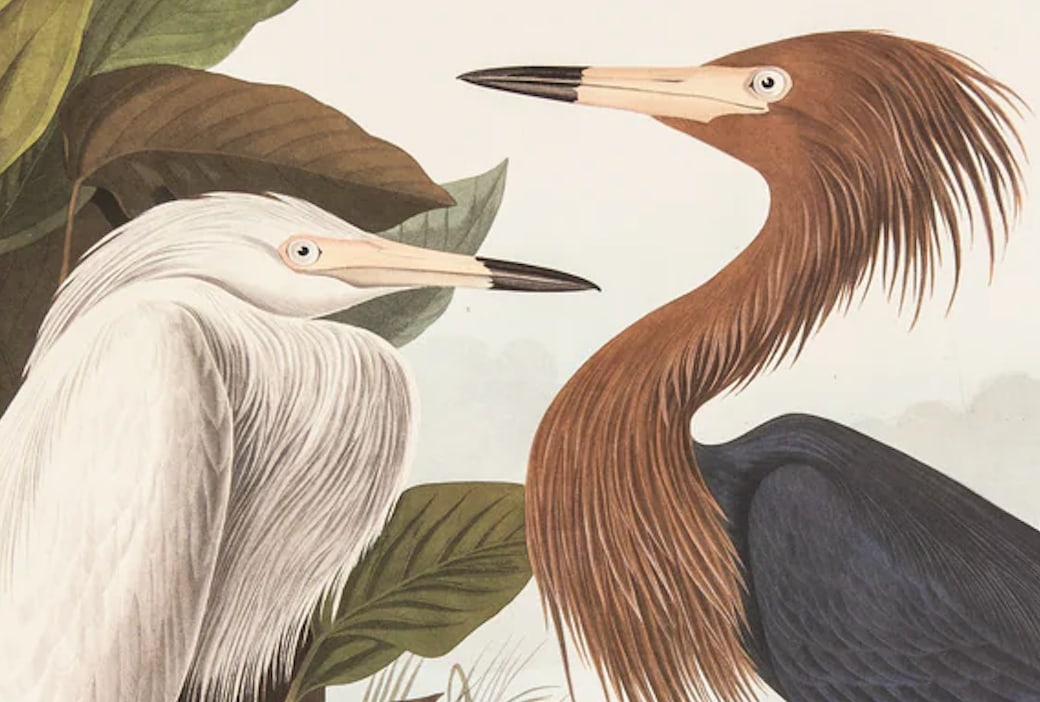 1980s The Abbeville Press Edition of the Reddish Egret or Purple Heron (Plate 256) From the Birds of - 2
