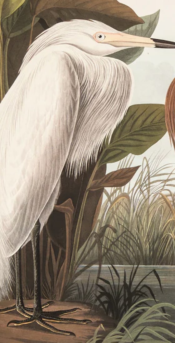 1980s The Abbeville Press Edition of the Reddish Egret or Purple Heron (Plate 256) From the Birds of - 3
