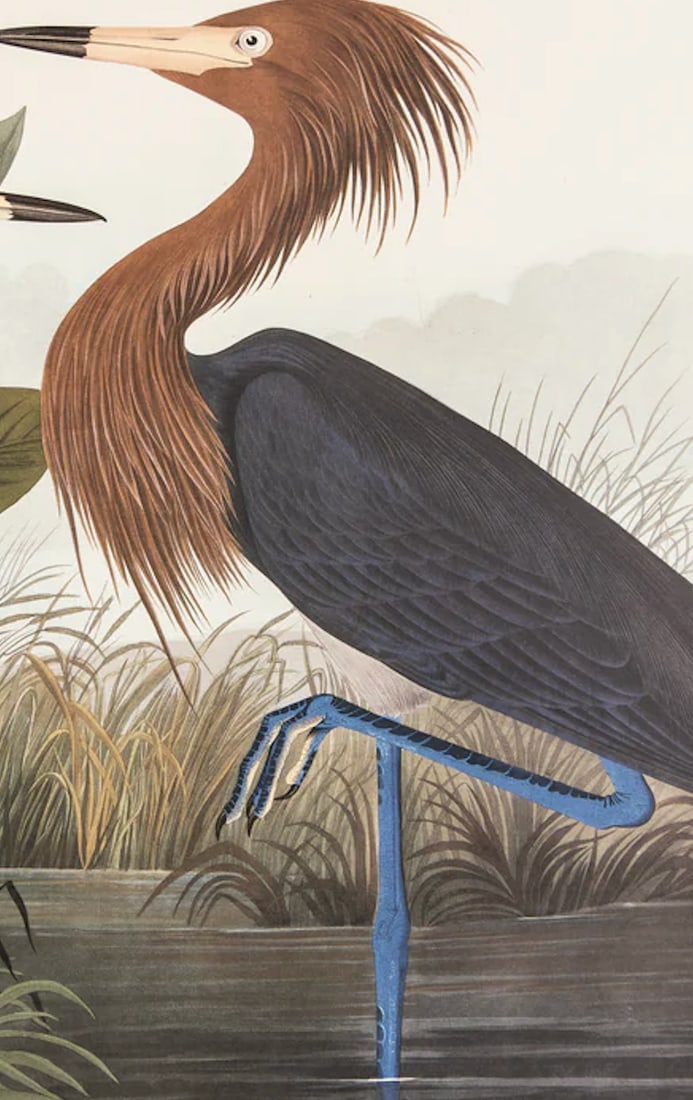 1980s The Abbeville Press Edition of the Reddish Egret or Purple Heron (Plate 256) From the Birds of - 4