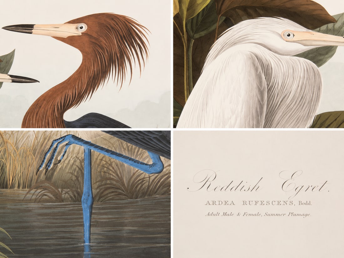 1980s The Abbeville Press Edition of the Reddish Egret or Purple Heron (Plate 256) From the Birds of - 5