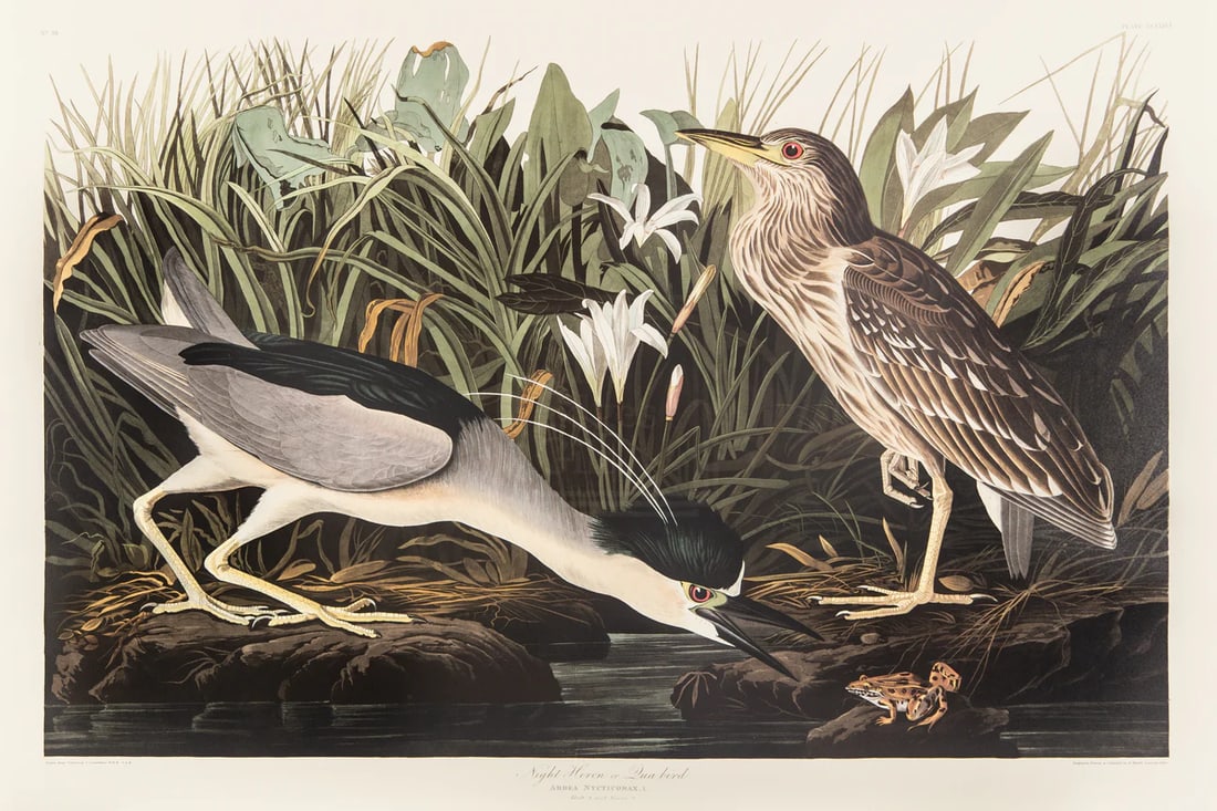 1980s The Abbeville Press Edition of the Night Heron (Plate 236) From the Birds of America by John J (1 of 4)