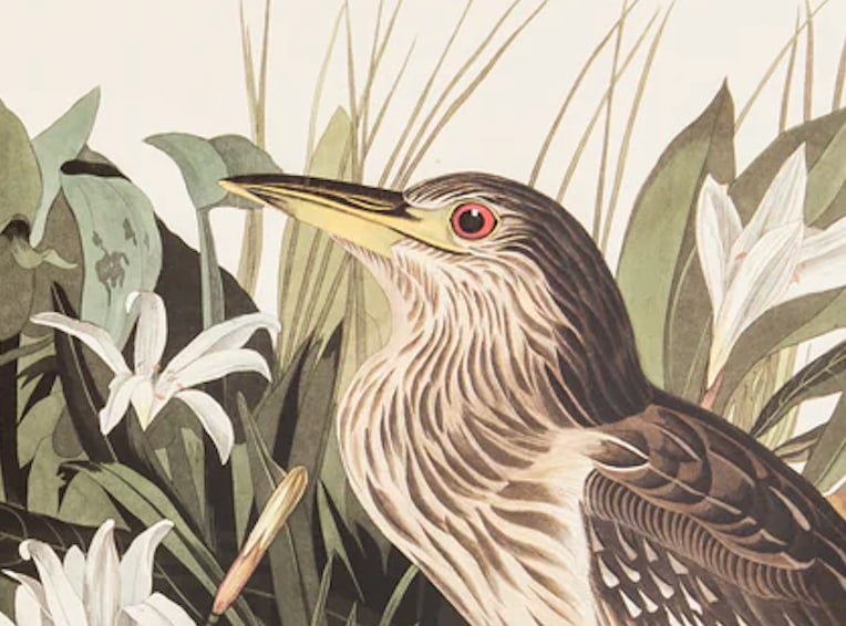 1980s The Abbeville Press Edition of the Night Heron (Plate 236) From the Birds of America by John J - 2