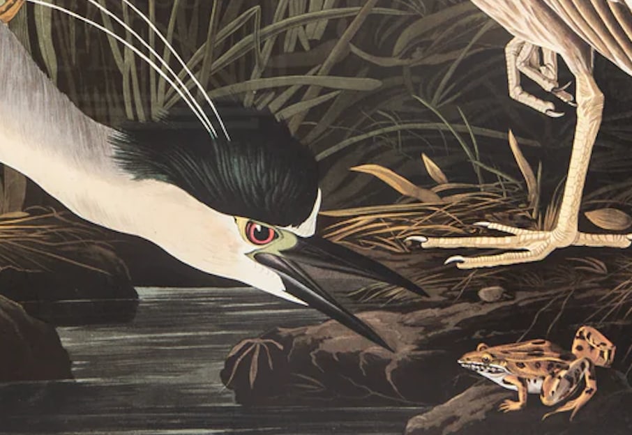 1980s The Abbeville Press Edition of the Night Heron (Plate 236) From the Birds of America by John J - 3