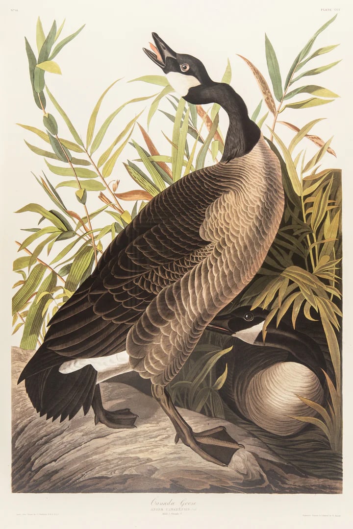 1980s The Abbeville Press Edition of the Canada Goose (Plate 201) From the Birds of America by John: The Abbeville Press edition (1985) of the Canada Goose (Plate 201) facsimile is a world-class reproduction of John James Audubon's masterpiece, matching the exact Double Elephant Folio scale of the