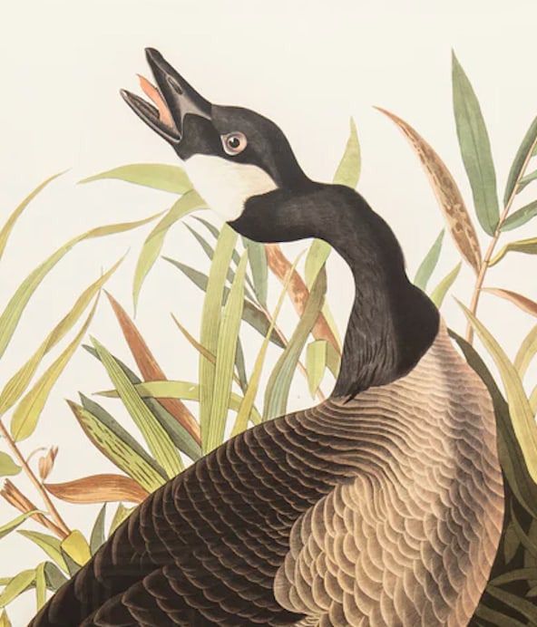 1980s The Abbeville Press Edition of the Canada Goose (Plate 201) From the Birds of America by John - 2