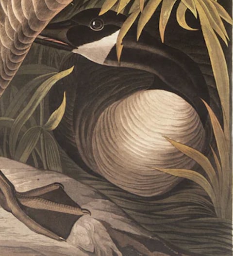 1980s The Abbeville Press Edition of the Canada Goose (Plate 201) From the Birds of America by John - 3