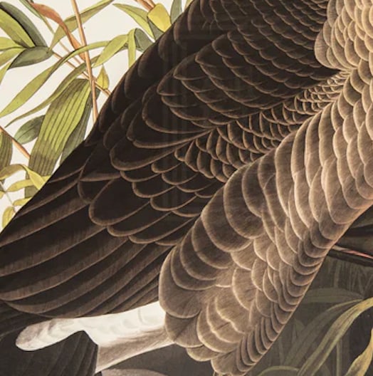 1980s The Abbeville Press Edition of the Canada Goose (Plate 201) From the Birds of America by John - 4