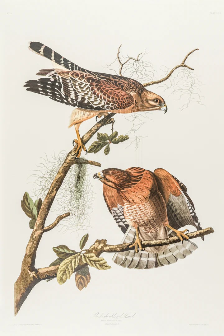 1980s The Abbeville Press Edition of the Red-Shouldered Hawk (Plate 56) From the Birds of America by: The Abbeville Press edition (1985) of the Red-Shouldered Hawk (Plate 56) facsimile is a world-class reproduction of John James Audubon's masterpiece, matching the exact Double Elephant Folio scale of 