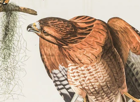 1980s The Abbeville Press Edition of the Red-Shouldered Hawk (Plate 56) From the Birds of America by - 2