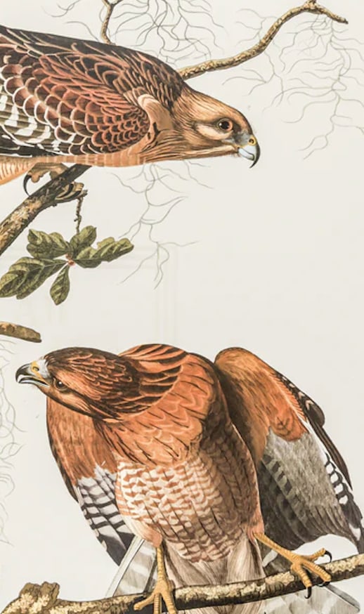 1980s The Abbeville Press Edition of the Red-Shouldered Hawk (Plate 56) From the Birds of America by - 4