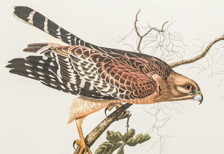 1980s The Abbeville Press Edition of the Red-Shouldered Hawk (Plate 56) From the Birds of America by - 5