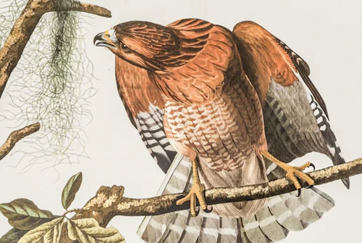 1980s The Abbeville Press Edition of the Red-Shouldered Hawk (Plate 56) From the Birds of America by - 6