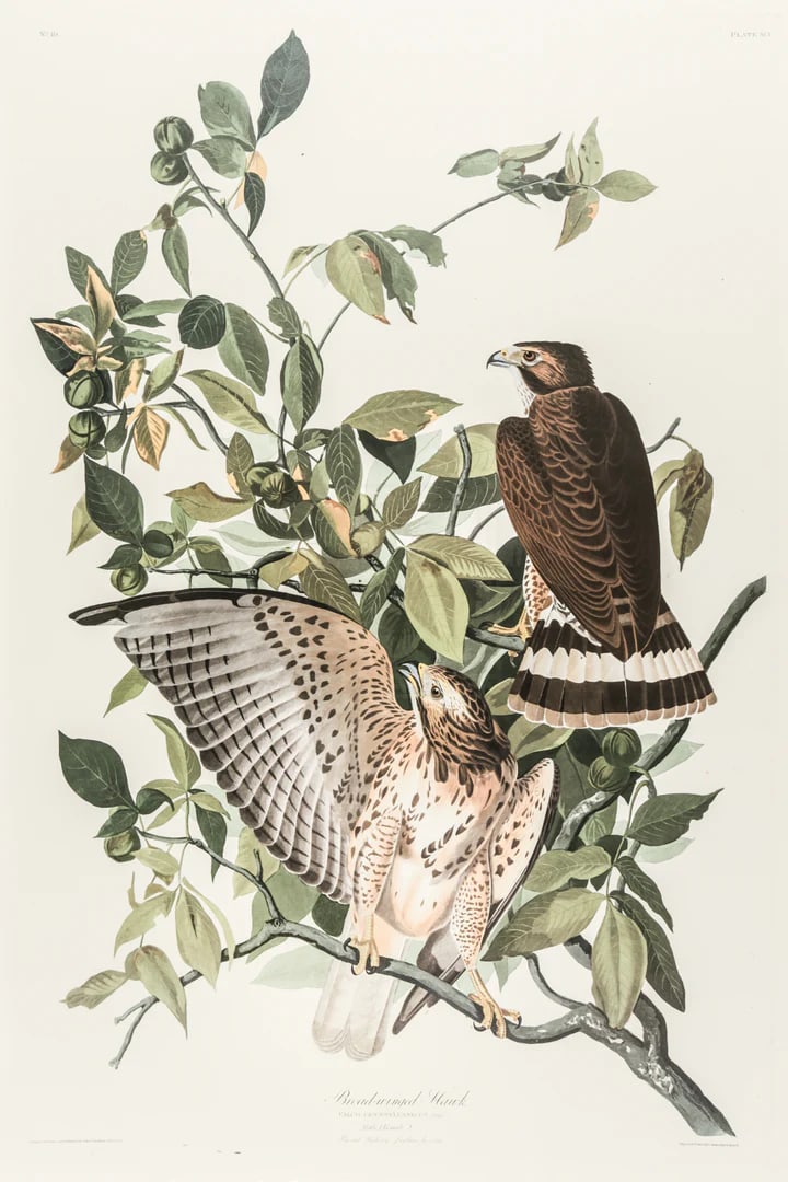 The Abbeville Press Edition of the Broad-Winged Hawk (Plate 91) From the Birds of America by John Ja: The Abbeville Press edition (1985) of the Broad-Winged Hawk (Plate 91) facsimile is a world-class reproduction of John James Audubon's masterpiece, matching the exact Double Elephant Folio scale of th