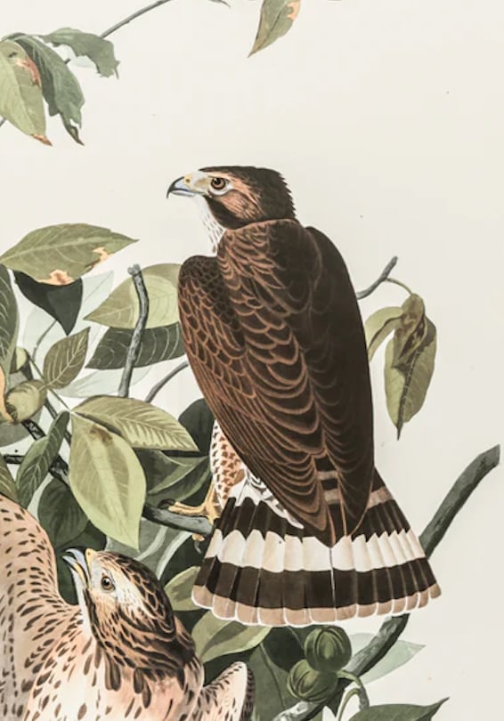 The Abbeville Press Edition of the Broad-Winged Hawk (Plate 91) From the Birds of America by John Ja - 2