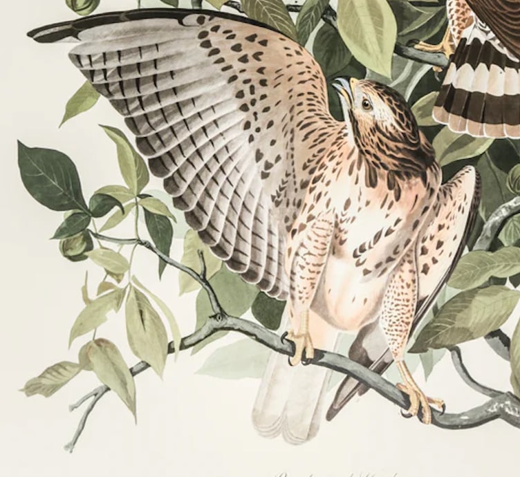 The Abbeville Press Edition of the Broad-Winged Hawk (Plate 91) From the Birds of America by John Ja - 3