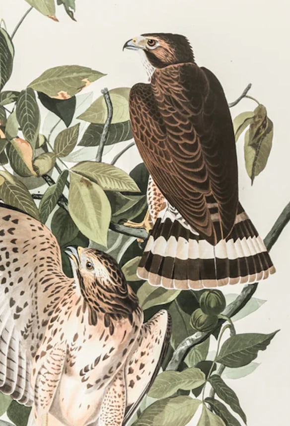 The Abbeville Press Edition of the Broad-Winged Hawk (Plate 91) From the Birds of America by John Ja - 4