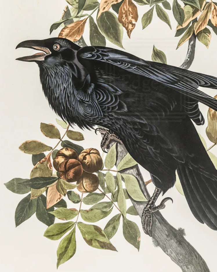 1980s The Abbeville Press Edition of the Raven (Plate 101) From the Birds of America by John James A - 3