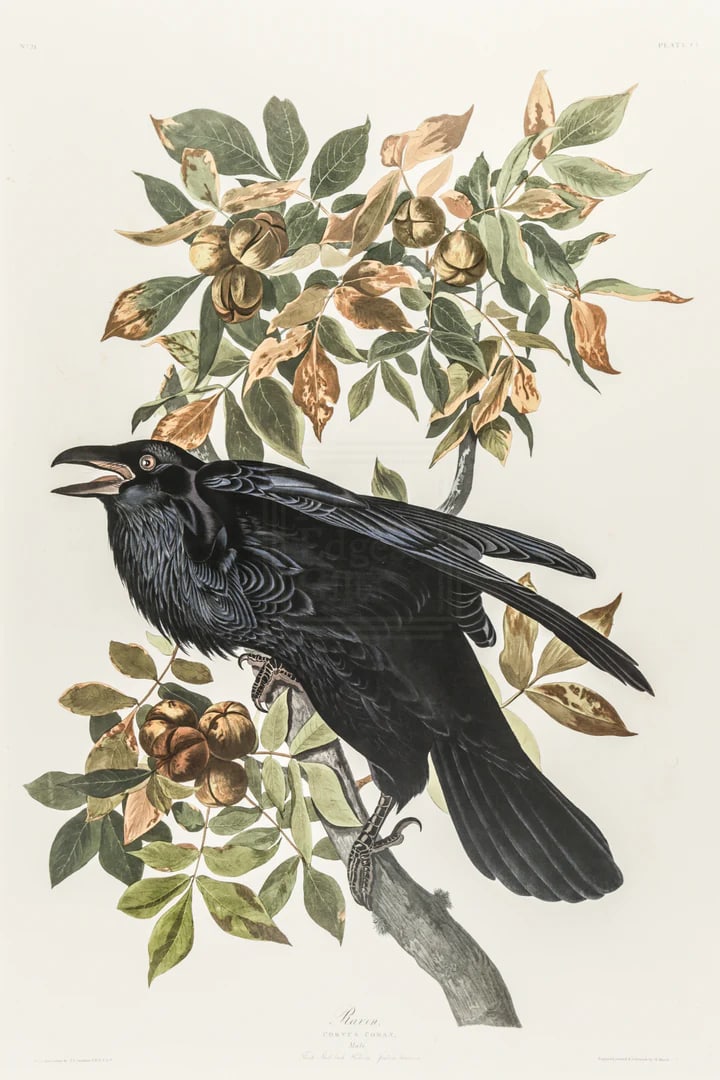 1980s The Abbeville Press Edition of the Raven (Plate 101) From the Birds of America by John James A - 4