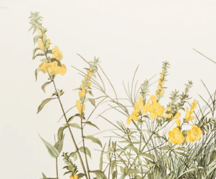 1980s The Abbeville Press Edition of the Meadow Lark (Plate 136) From the Birds of America by John J - 2