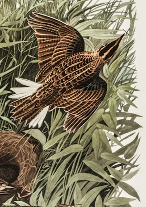 1980s The Abbeville Press Edition of the Meadow Lark (Plate 136) From the Birds of America by John J - 3