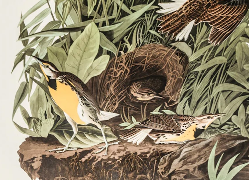 1980s The Abbeville Press Edition of the Meadow Lark (Plate 136) From the Birds of America by John J - 4