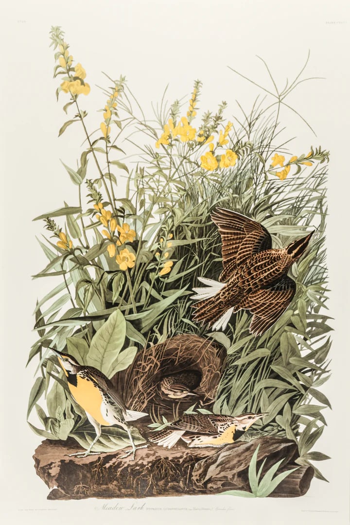 1980s The Abbeville Press Edition of the Meadow Lark (Plate 136) From the Birds of America by John J - 6