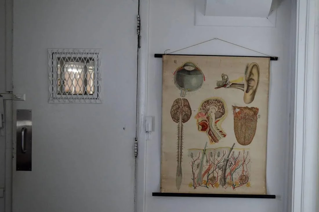 Vintage Swedish E. Hoelemann Antique Anatomical Chart - 3