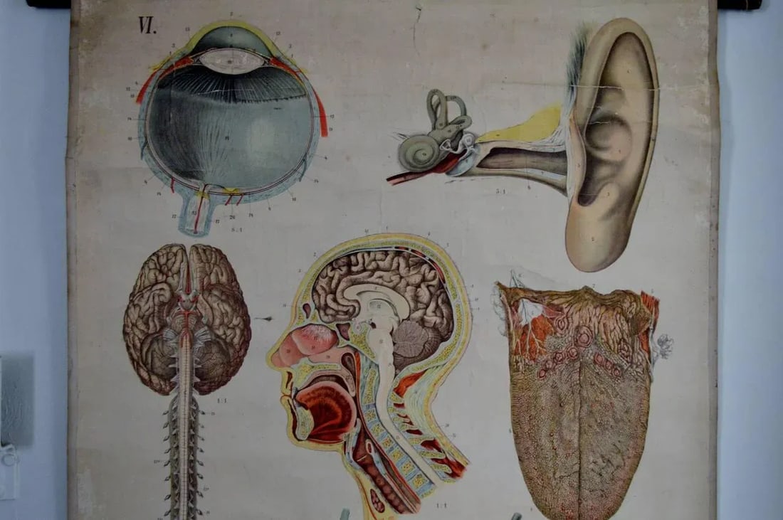 Vintage Swedish E. Hoelemann Antique Anatomical Chart - 4