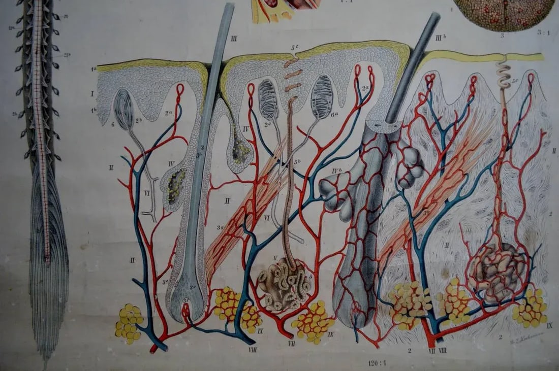 Vintage Swedish E. Hoelemann Antique Anatomical Chart - 6