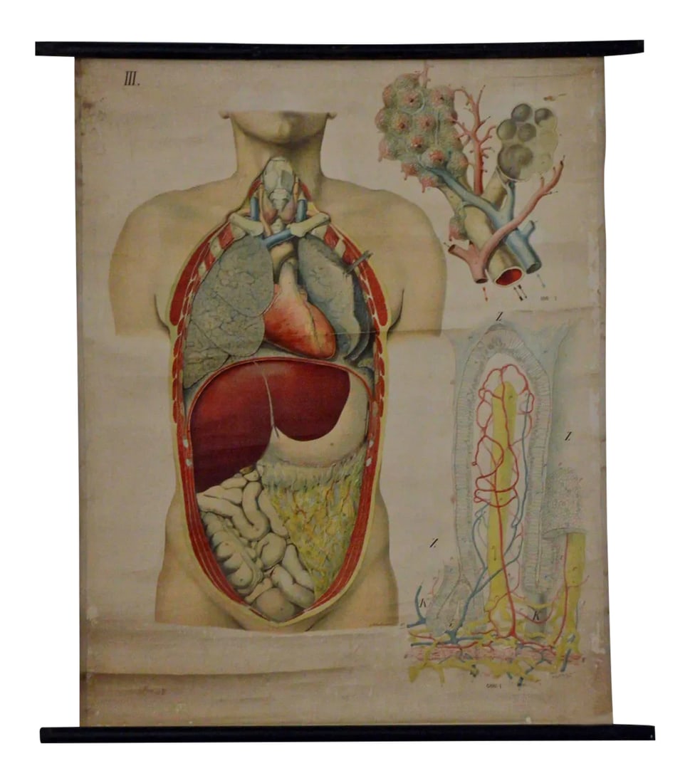 Vintage Swedish E. Hoelemann Antique Anatomical Chart (1 of 7)