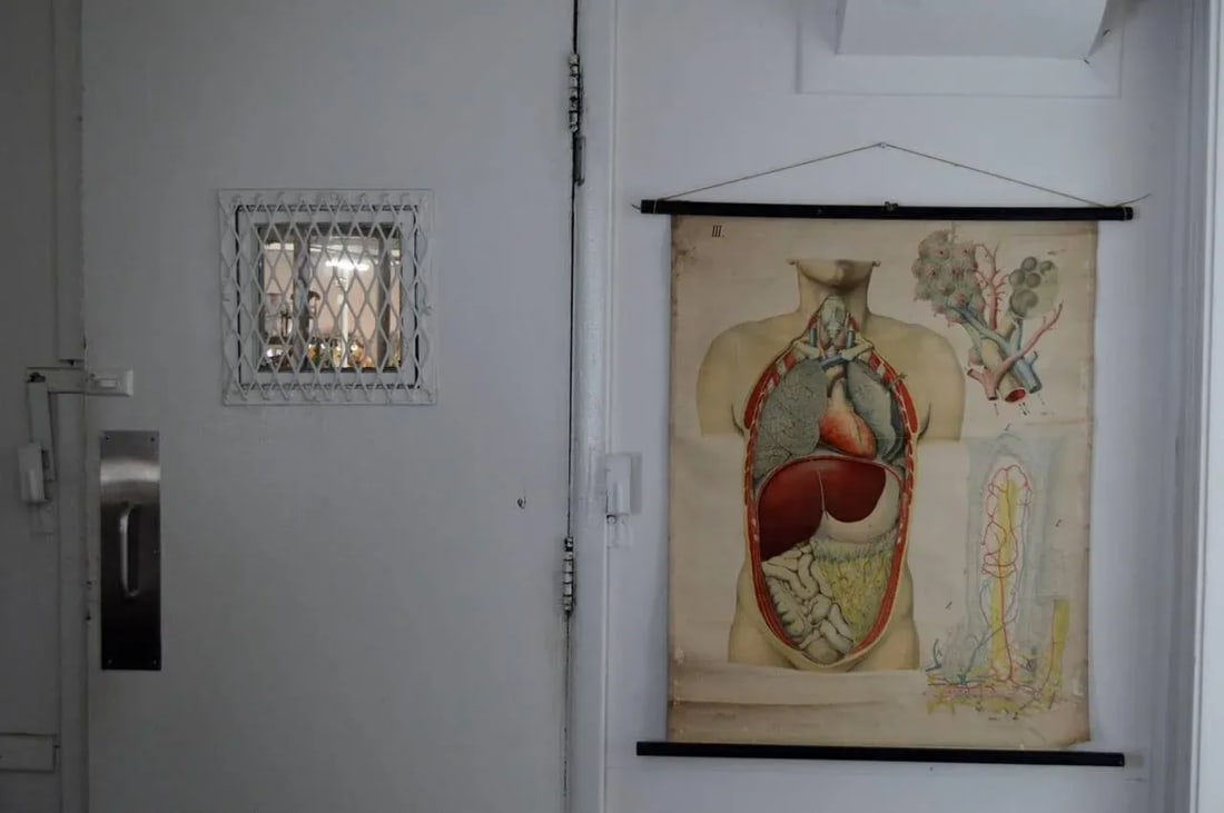 Vintage Swedish E. Hoelemann Antique Anatomical Chart - 7