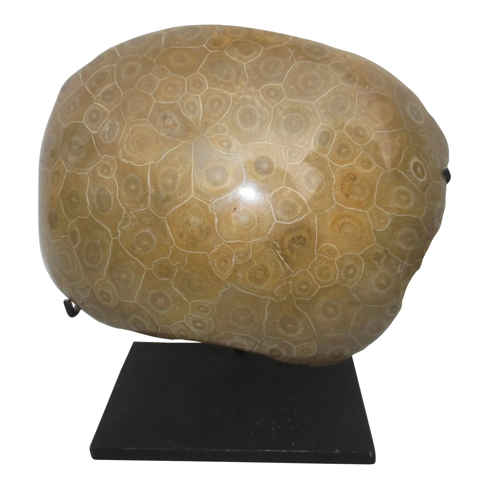 Petoskey Fossil Stone Museum Mount Specimen: Museum-mounted specimen of this rare fossil. Standing on a steel armature the bowled and polished stone is polished to the front and raw to the back side. The specimen measures 7" wide and is mounted