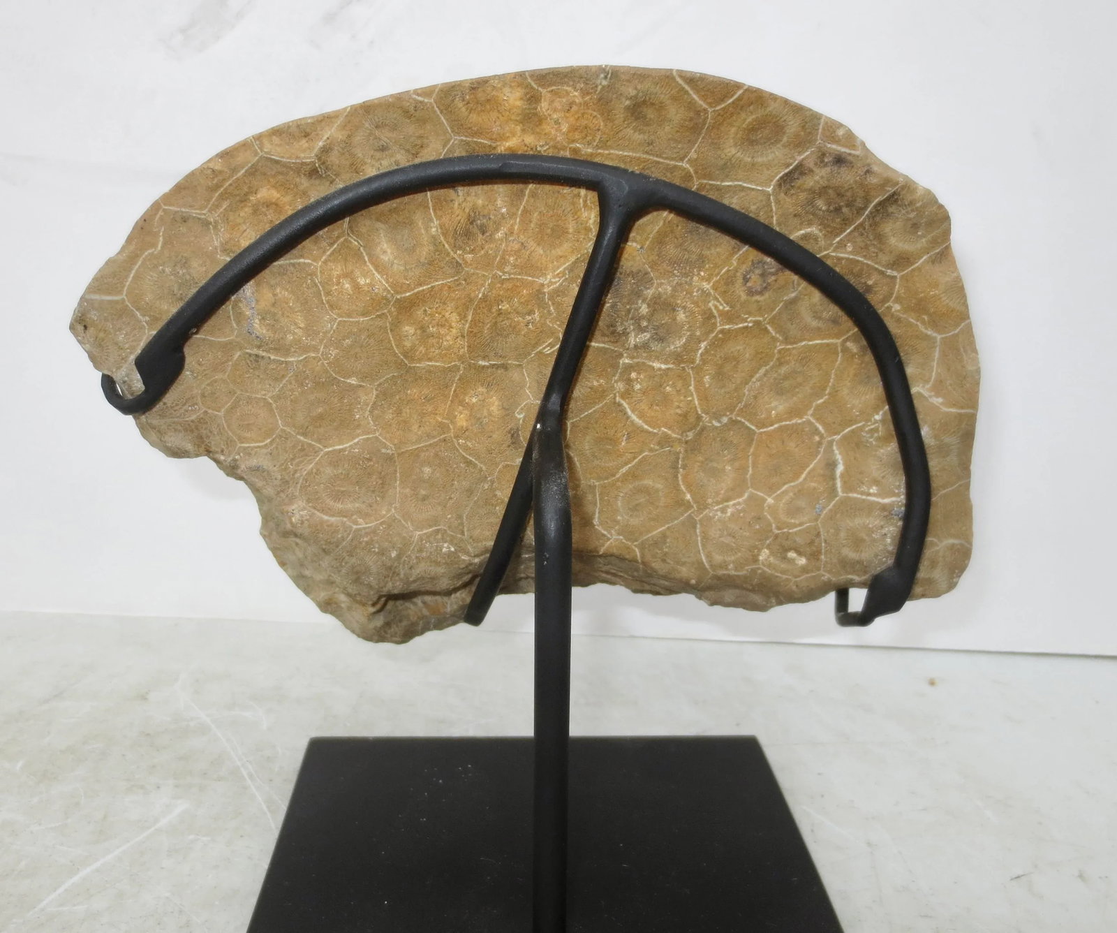 Petoskey Fossil Stone Museum Mount Specimen - 2