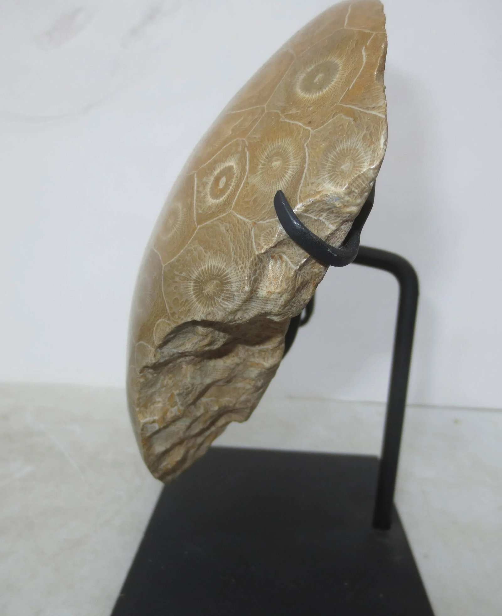 Petoskey Fossil Stone Museum Mount Specimen - 3