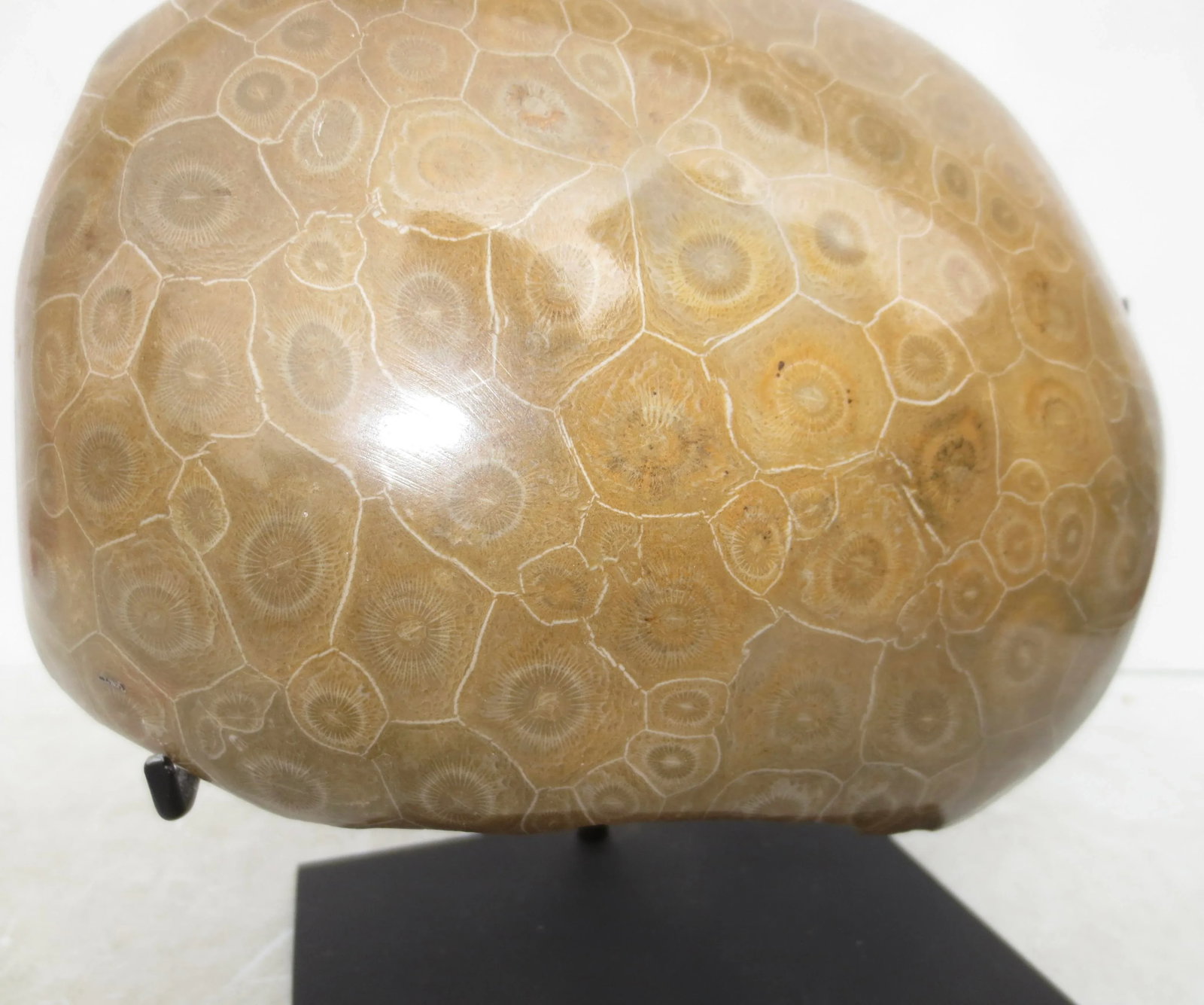 Petoskey Fossil Stone Museum Mount Specimen - 4