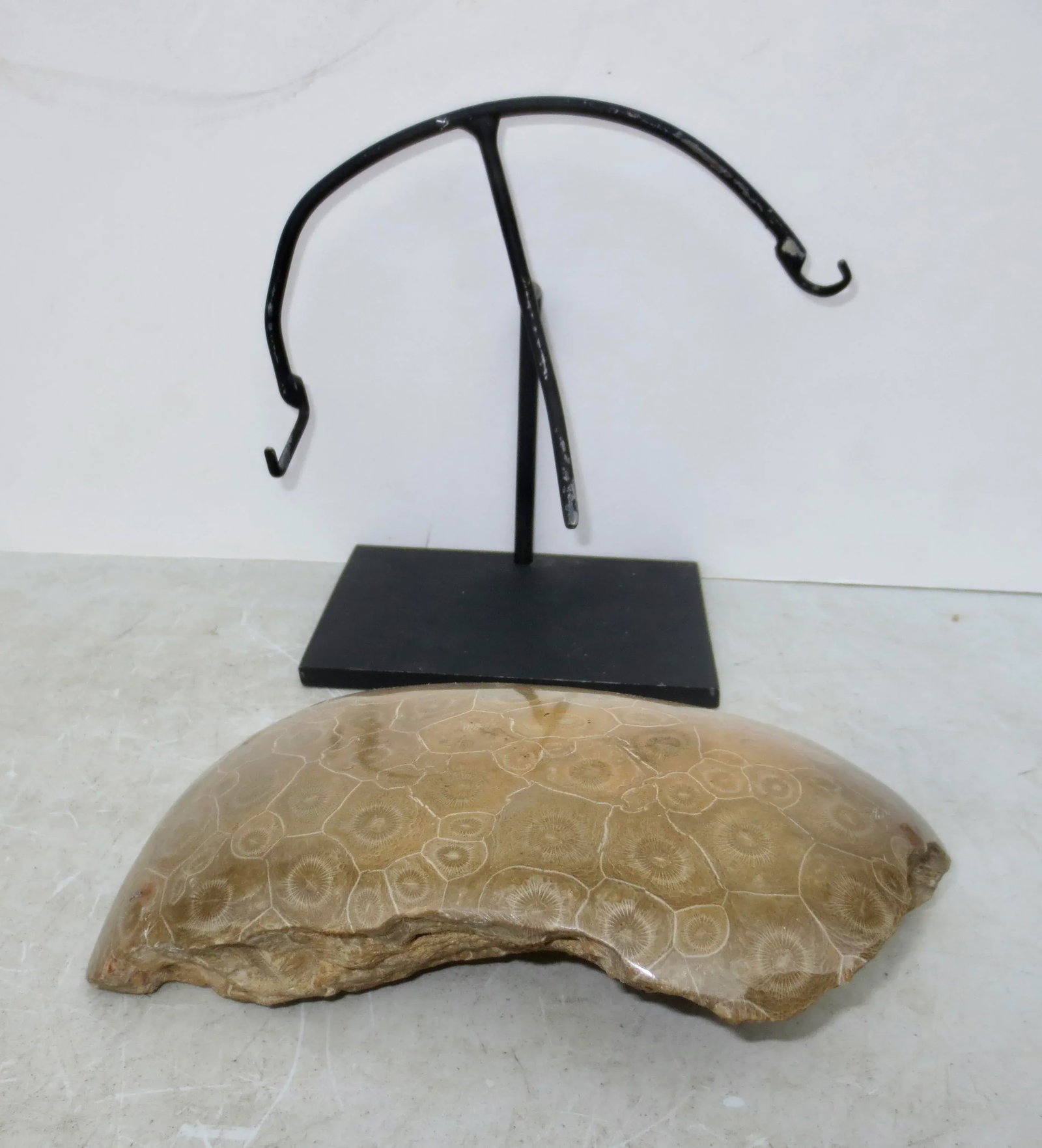 Petoskey Fossil Stone Museum Mount Specimen - 5