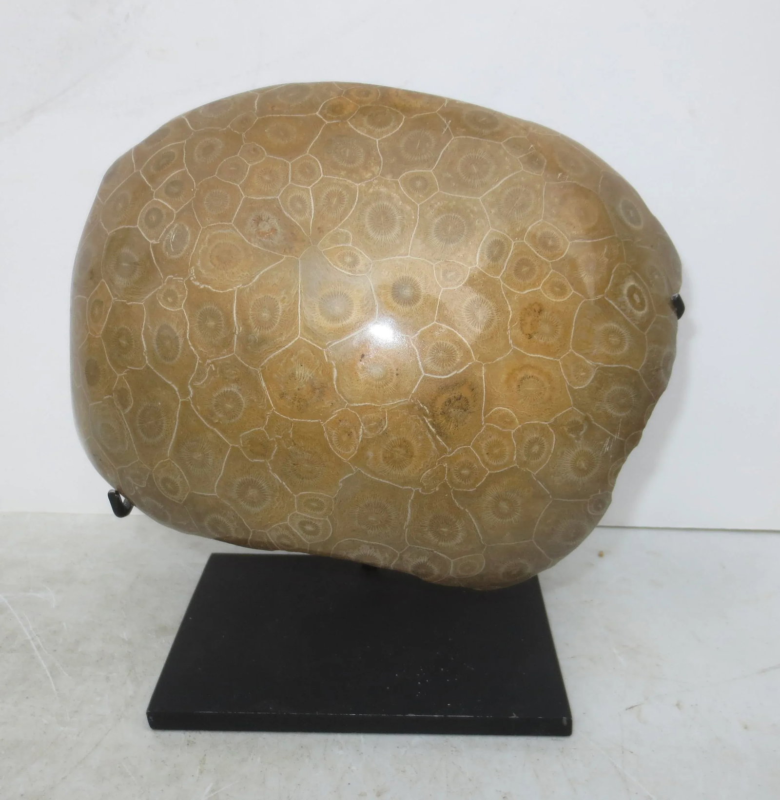 Petoskey Fossil Stone Museum Mount Specimen - 6