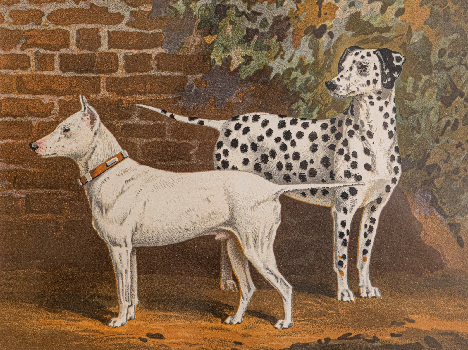 Single Print - Cassell, Petter, Galpin & Co Chromolithograph Dog Print in Black Frame - 2